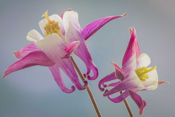 Washington, Seabeck Columbine flowers